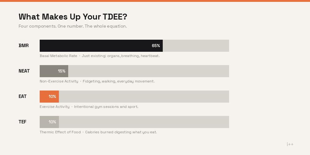 Diagram breaking down TDEE into BMR, activity level, and the thermic effect of food