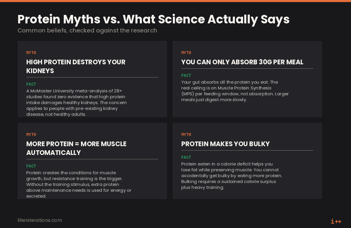 Graphic debunking common protein myths about kidney damage, absorption limits, and bulkiness