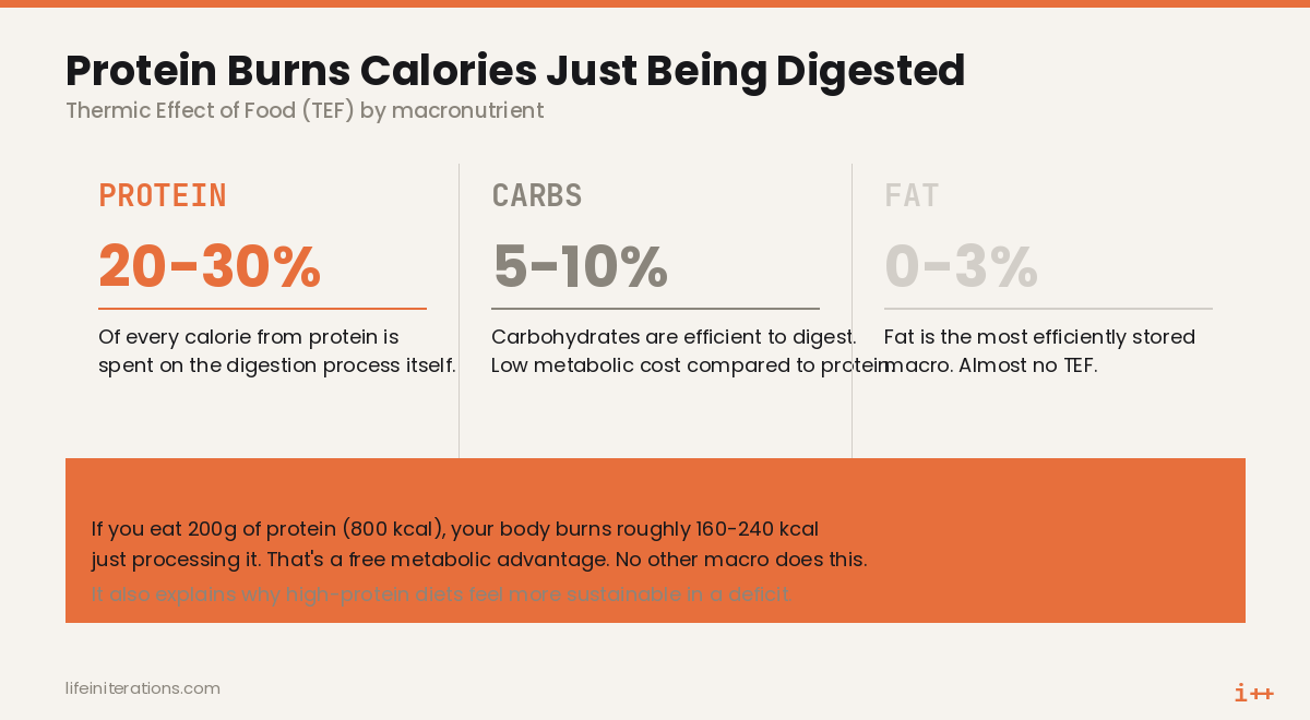 Chart comparing the thermic effect of food for protein, carbs, and fat